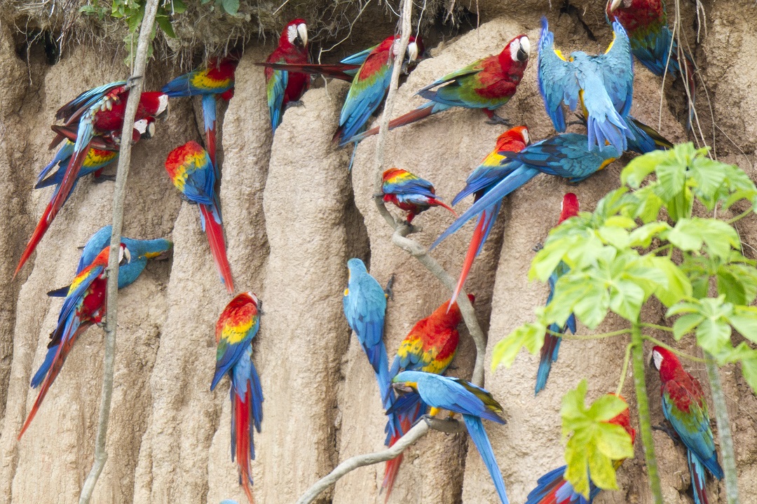 parrots in peru